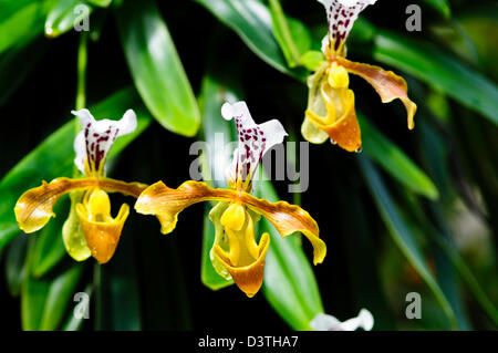 National Orchid Garden, Krug Orchidee, coole House, 1 000 Arten und 2.000 Hybriden von Orchideen, botanische Gärten, Singapur Stockfoto