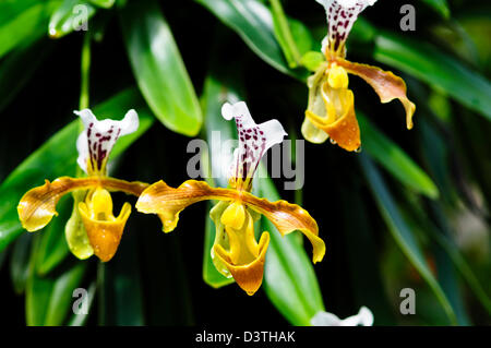 National Orchid Garden, Krug Orchidee, coole House, 1 000 Arten und 2.000 Hybriden von Orchideen, botanische Gärten, Singapur Stockfoto