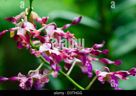 National Orchid Garden, Tan Hoon Siang Nebel Haus 1, 000 Arten und 2.000 Hybriden von Orchideen, botanische Gärten, Singapur Stockfoto