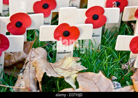 Erinnerung Waffenstillstand poppy Memorial Day Kreuze Stockfoto