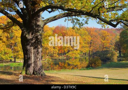 Eiche Im Herbst - Eiche im Herbst 02 Stockfoto