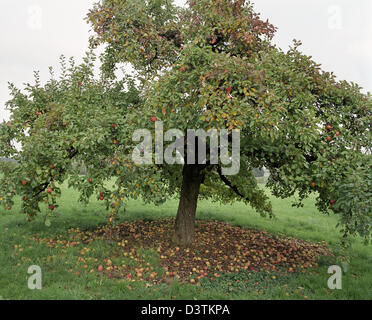 Das Foto zeigt einen Apfelbaum mit reifen Früchten und Geldsegen auf dem Apfel Baum Landwirt Eugen Epple in Wernsreute in der Nähe von Ravensburg, Deutschland, 15. August 2006. Die Äpfel werden abgeholt und brachte einen Apfelwein-Brauerei, wo Apfelsaft oder muss von ihnen gemacht wird. Foto: Rolf Schultes Stockfoto