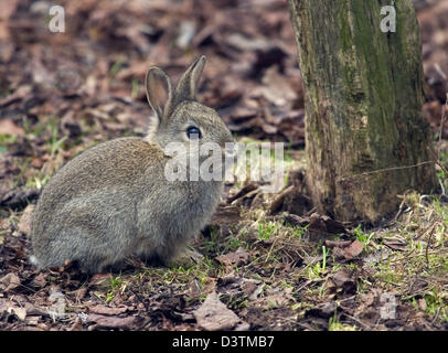 (Dpa-Datei) - ein Junge Europäische Kaninchen (Lat.: Oryctolagus Cuniculus) sitzt in das Herbstlaub in der Nähe von Hamburg, Deutschland, 12. April 2006. Foto: Hinrich Baesemann Stockfoto