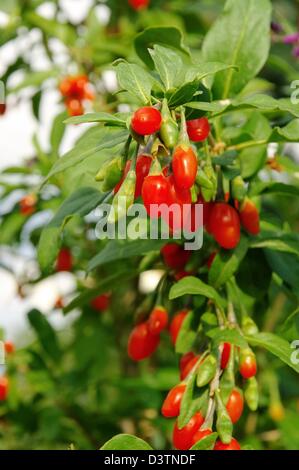 Goji Beere - Goji-Beere 11 Stockfoto