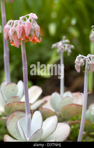 Cotyledon Orbiculata oder Plakkie Blume in der Cape - Südafrika Stockfoto