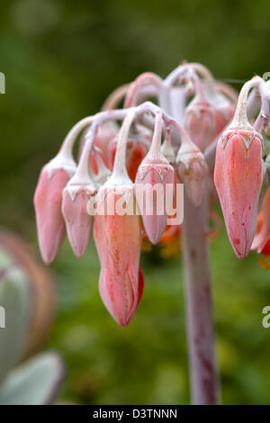 Cotyledon Orbiculata oder Plakkie Blume in der Cape - Südafrika Stockfoto