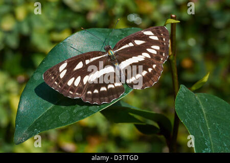 Gemeinsamen Seemann (Neptis Hylas Papaja) sitzt auf einer Pflanze Stockfoto