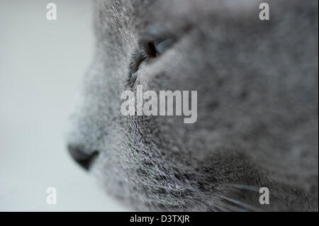 Schließen Sie oben von einer reinen gezüchtet Russisch Blau Katze Stockfoto