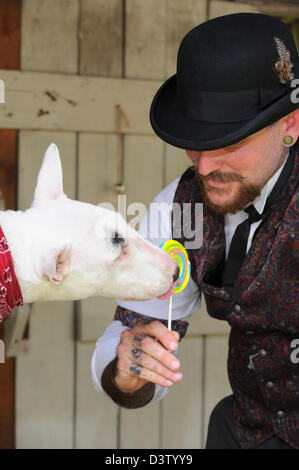 Viktorianische glücklich Spaß mit seinem Stier Terrier Hund leckt einen Lutscher, dumme Tiere. Stockfoto