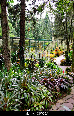 Singapur botanische Garden1 Grad n-te des Äquators hat 10.000 Arten von Pflanzen und die weltweit größte Sammlung von Orchideen Stockfoto
