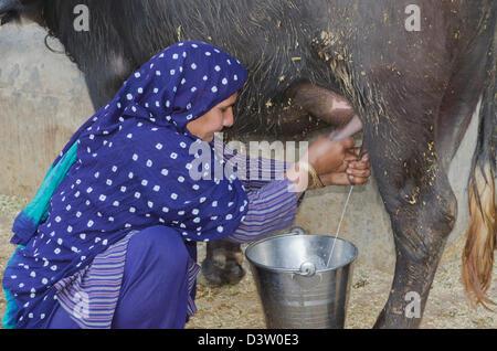 Frau Melken ein Wasserbüffel (Bubalus Bubalis), Sonipat, Haryana, Indien Stockfoto