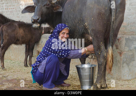 Frau Melken ein Wasserbüffel (Bubalus Bubalis), Sonipat, Haryana, Indien Stockfoto