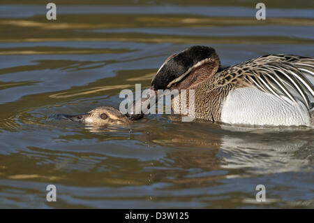 Garganey Enten - Anas Querquedula koppeln Paarung Stockfoto