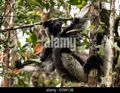 Indri Lemuren Babakoto Andasibe Reservat Madagaskar Stockfoto