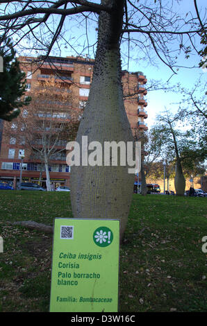 Ceiba Insignis Baum in einem Park in Barcelona Stockfoto