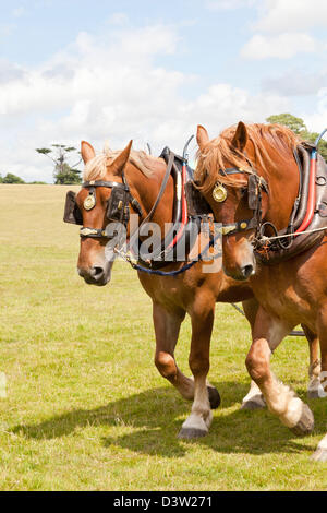 Suffolk Punch Pferde Stockfoto