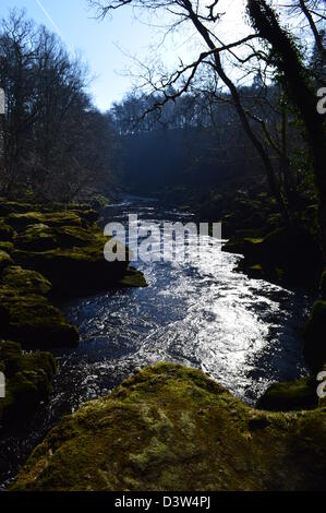 Fluß Wharfe in der Nähe der Strid in Bolton Abbey auf Dales Weg Langdistanz Fußweg Wharfedale Yorkshire Stockfoto