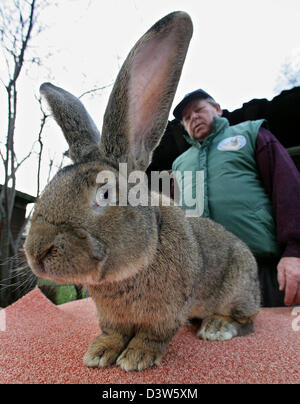 Kaninchen-Züchter Karl Szmolinsky präsentiert eine fast 10 Kilogramm schweren grauen deutschen Riesen auf seiner Farm in Eberswalde, Deutschland, Mittwoch, 3. Januar 2007. Mit dem Wissen und der Hilfe von Szmolinsky Nordkorea Programm will eine eigene Kaninchen Zucht zu beginnen. 12 Szmolinskys Kaninchen sind bereits in Nordkorea. Im April wird der Züchter nach Asien fliegen, um die Gründung zu überwachen Stockfoto