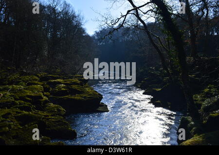 Fluß Wharfe in der Nähe der Strid in Bolton Abbey auf Dales Weg Langdistanz Fußweg Wharfedale Yorkshire Stockfoto