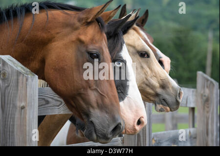 Pferde aufgereiht Blick über Zaun als Gruppe in Richtung Kamera rechts, Seitenansicht, Fokus auf ein Tier mit piercing blaues Auge. Stockfoto