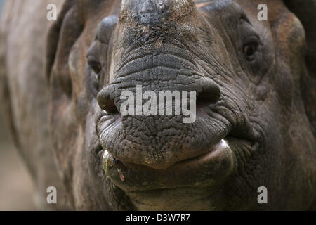 Das Foto ein Panzernashorn (Latein.: Rhinoceros Unicornis) im Hellabrunn Zoo in München, Deutschland, Freitag, 12. Januar 2007. Foto: Helen Hoffmann Stockfoto