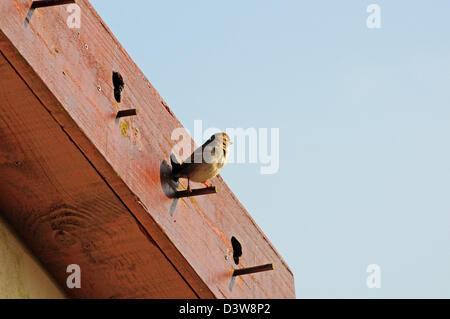 Weiblicher Haussperling Passer Domesticus thront außerhalb Nistkasten im Zweck gebaut Spatz Terrasse Dach Giebel des Schuppen. Stockfoto