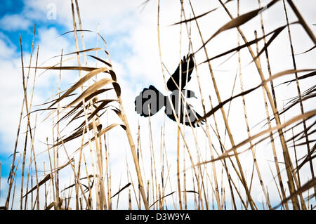 Über Schilf mit blauen Himmel und Wolken fliegen Vogel-Silhouette Stockfoto