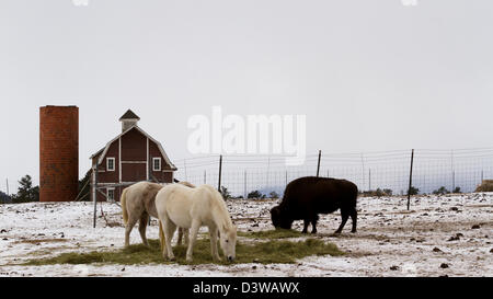 Zwei weiße Pferde und ein Büffel Weiden in der Nähe eine rote Scheune im Winter. Stockfoto