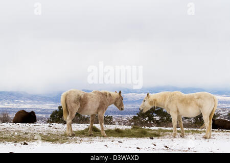 Zwei weiße Pferde grasen im Schnee. Stockfoto