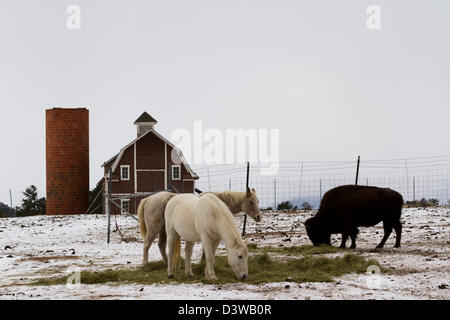Zwei weiße Pferde und ein Büffel Weiden in der Nähe eine rote Scheune im Winter. Stockfoto