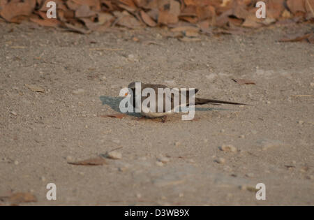 Namaqua Taube (Oena Capensis) im Etosha Nationalpark, Namibia Stockfoto