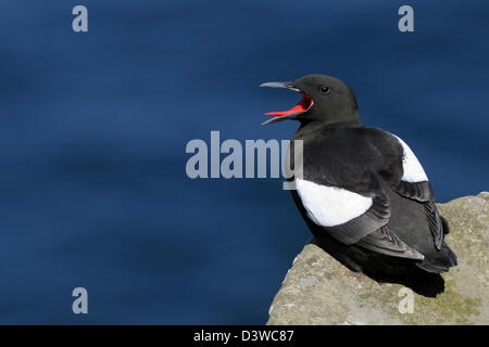 Black Guillemot am Rand der Klippe. Stockfoto