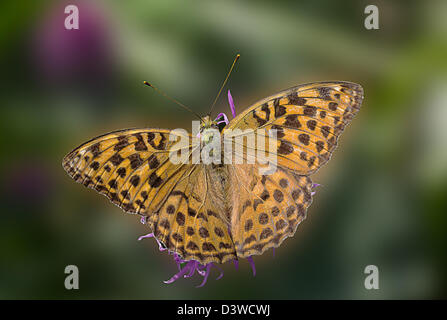 Männliche Silber gewaschen Fritillary Butterfly Stockfoto