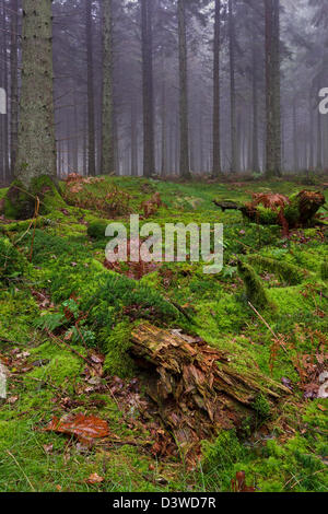 Moos bedeckt die umgestürzten Baum-Stämmen auf dem Waldboden an einem nebligen Tag tief in den dichten Wäldern Stockfoto