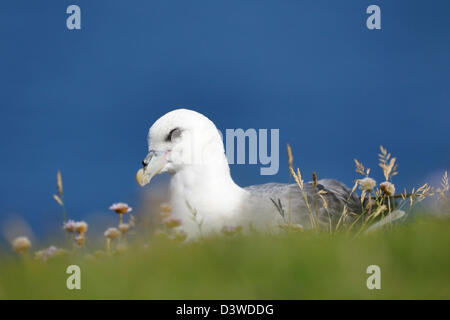 Porträt einer nördlichen Fulmar mit rosa Sparsamkeit Blumen. Stockfoto