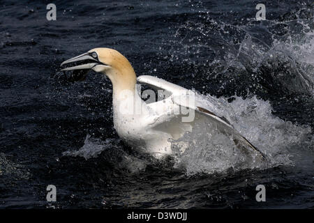 Basstölpel, Tauchen Sie mit Fisch im Schnabel. Stockfoto