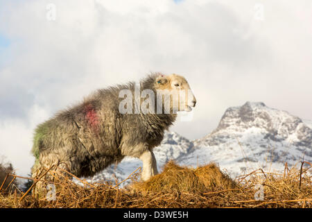 Die Langdale Pikes aus Elterwater gemeinsamen im Langdale Valley, Lake District, UK, mit Herdwick Schafen im Vordergrund. Stockfoto