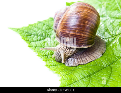 Die große Schnecke Essen grüne Weinblätter, isoliert auf weiss Stockfoto