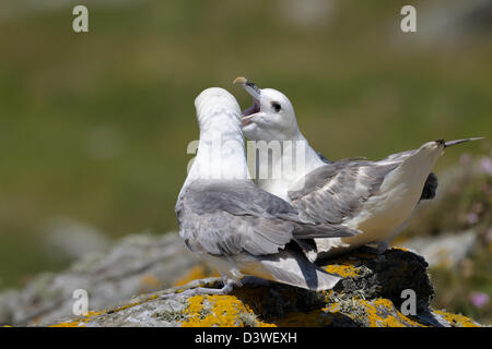 Ein paar der nördlichen Fulmar auf einer Klippe. Stockfoto