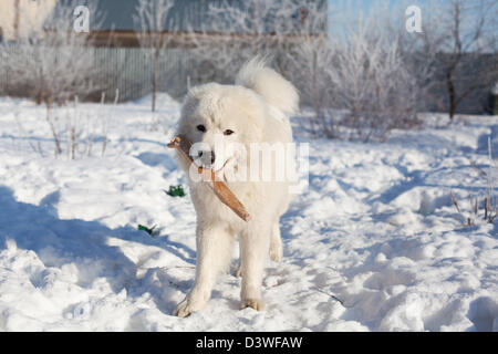 Maremma oder Abruzzese Patrouille Hund mit einem Stock in den Mund auf dem Schnee im Garten an einem sonnigen Wintertag Stockfoto