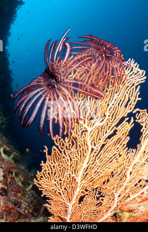 Crinoid auf Seafan, Comanthina SP., Ari Atoll, Malediven Stockfoto