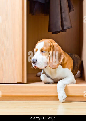 Die verschwundenen Hund stieg in einen Kleiderschrank. Stockfoto