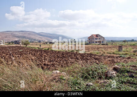 Ein Haus, Kühe und Ackerland in der Region Akkar Nordlibanon kurz hinter der Grenze von Syrien. Stockfoto