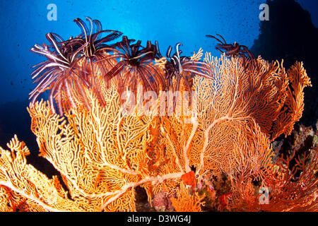 Feather Star auf Seafan, Comanthina SP., Ari Atoll, Malediven Stockfoto