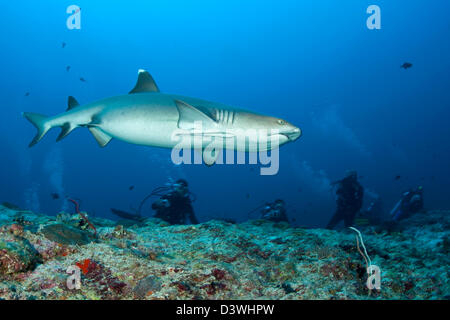 Taucher beobachten Weißspitzen Riffhai Triaenodon Obesus, Ari Atoll, Malediven Stockfoto