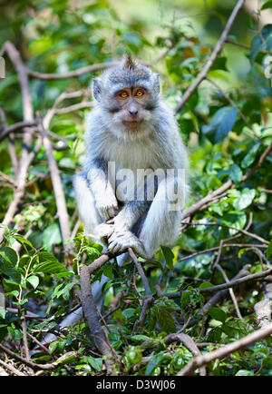 Krabben Sie essen lange Rute Affe am Ast im Affenwald, Ubud Bali, Indonesien Stockfoto