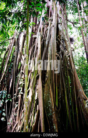 Feigenbaum, Ficus KerkovenII, produziert große Mengen an große Frucht, die viele Tiere, botanische Gärten, Singapur zu füttern Stockfoto