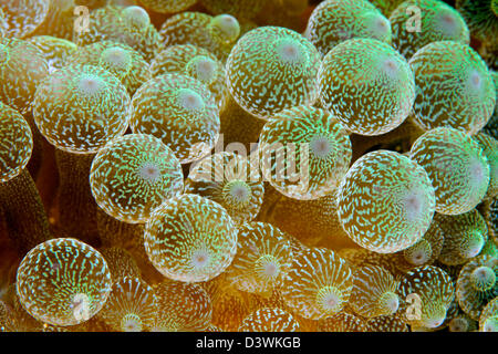 Nahaufnahme der Glühbirne Tentakel Seeanemone, Entacmaea Quadricolor, Ari Atoll, Malediven Stockfoto