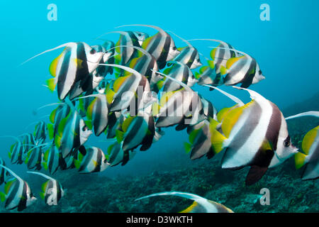 Schwarm von Longfin Bannerfish, Heniochus Acuminatus, Felidhu Atoll, Malediven Stockfoto