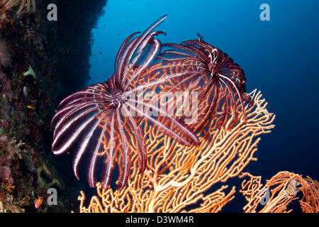 Feather Star auf Seafan, Comanthina SP., Ari Atoll, Malediven Stockfoto